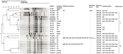 First Isolation and Molecular Characterization of blaCTX-M-121-Producing Escherichia coli O157:H7 From Cattle in Xinjiang, China